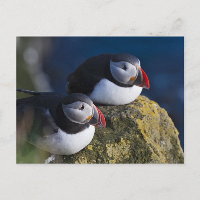 Atlantic Puffin Postcard (Front)