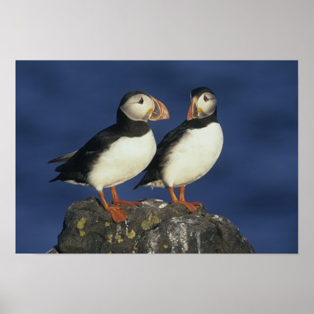Atlantic Puffin Poster (Front)