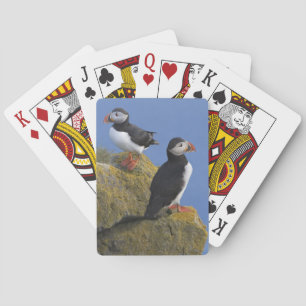 Atlantic Puffins (Fratercula arctica) on cliff Playing Cards