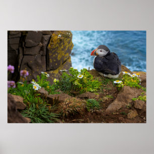 Atlantic Puffins in Latrabjarg Cliffs Poster