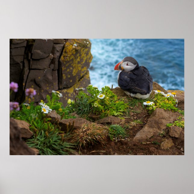 Atlantic Puffins in Latrabjarg Cliffs Poster (Front)