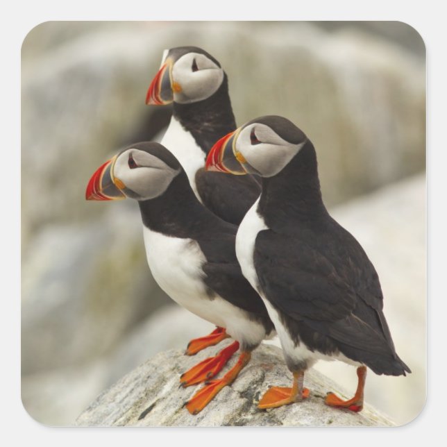 Atlantic Puffins on Machias Seal Island (Front)
