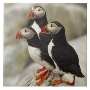 Atlantic Puffins on Machias Seal Island Ceramic Tile