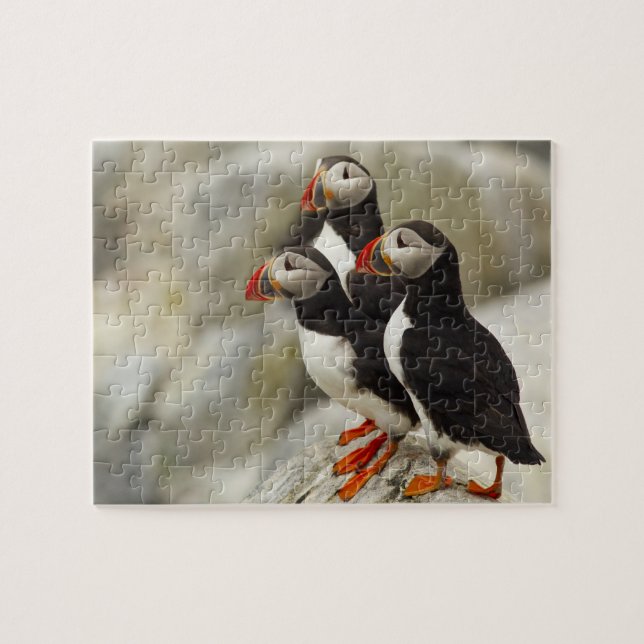 Atlantic Puffins on Machias Seal Island Jigsaw Puzzle (Horizontal)