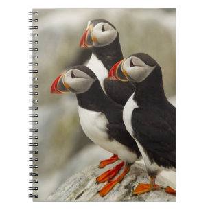 Atlantic Puffins on Machias Seal Island Notebook