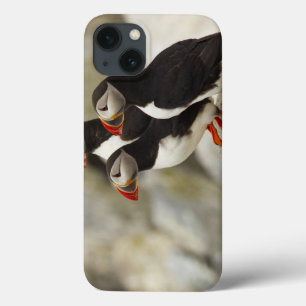 Atlantic Puffins on Machias Seal Island off the iPhone 13 Case