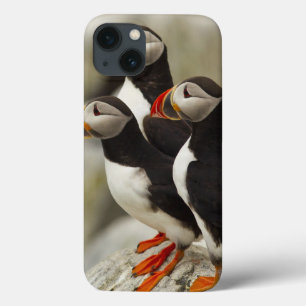 Atlantic Puffins on Machias Seal Island off the iPhone 13 Case