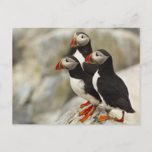 Atlantic Puffins on Machias Seal Island off the Postcard