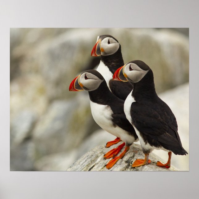 Atlantic Puffins on Machias Seal Island Poster (Front)