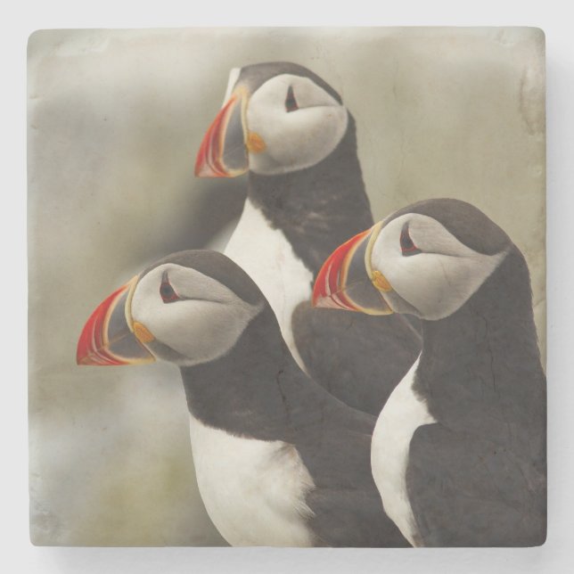 Atlantic Puffins on Machias Seal Island Stone Coaster (Front)