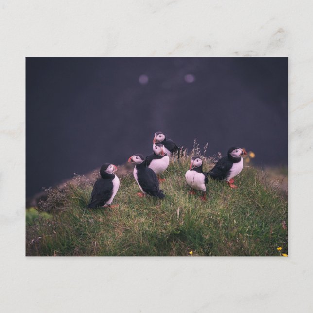 Atlantic Puffins Postcard (Front)