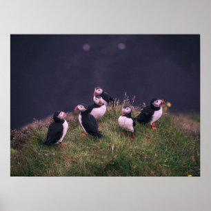 Atlantic Puffins Poster