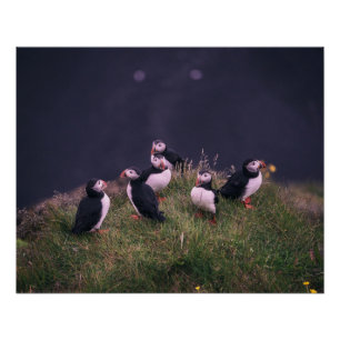 Atlantic Puffins Poster