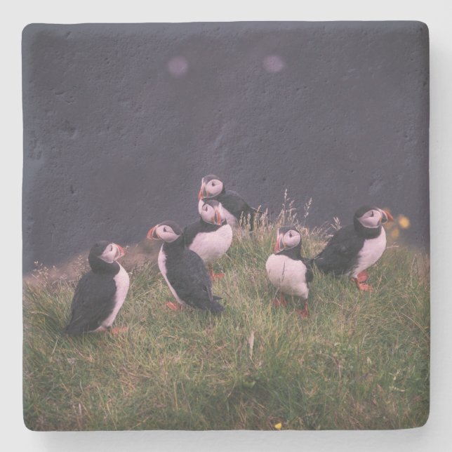 Atlantic Puffins Stone Coaster (Front)