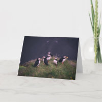Atlantic Puffins