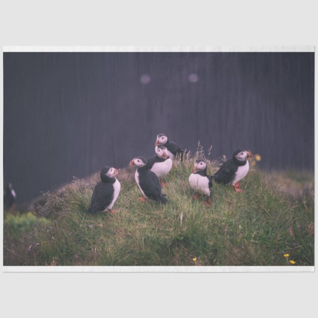 Atlantic Puffins Tissue Paper (Front)