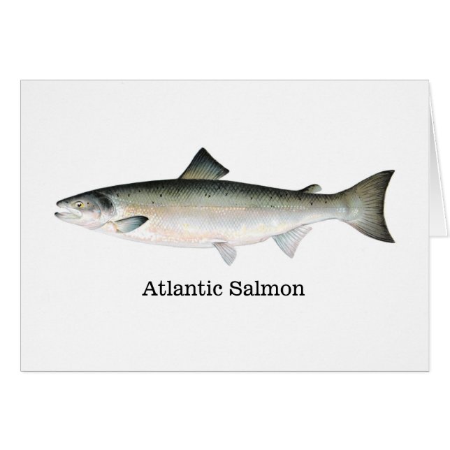 Atlantic Salmon (Front Horizontal)