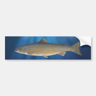 Atlantic Salmon – Bumper Sticker