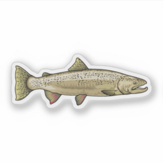 Atlantic Salmon illustration