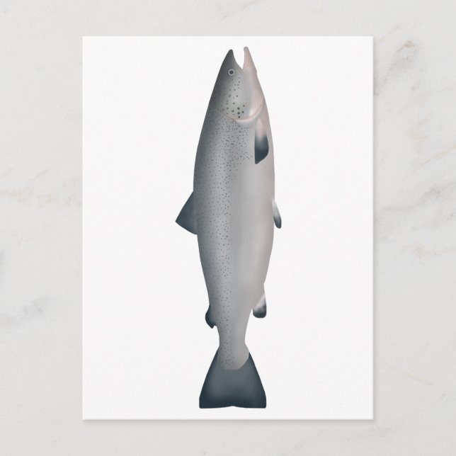 Atlantic Salmon - Ocean Phase Postcard (Front)