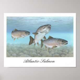 Atlantic Salmon Painting Poster