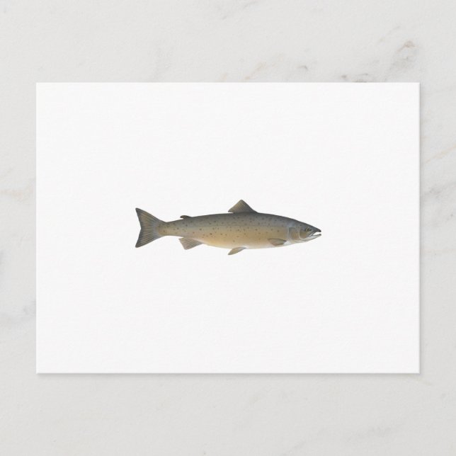 Atlantic Salmon Postcard (Front)