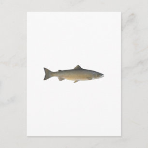 Atlantic Salmon Postcard