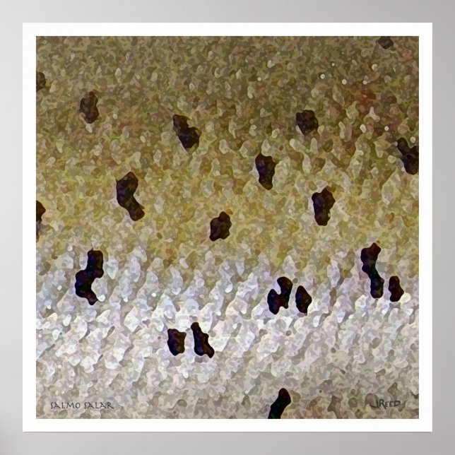 Atlantic Salmon Poster (Front)