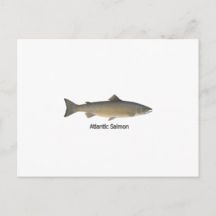 Atlantic Salmon (titled) Postcard