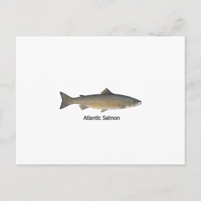 Atlantic Salmon (titled) Postcard (Front)