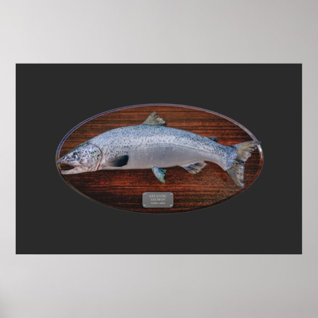 Atlantic Salmon Trophy Display Plaque Poster (Front)