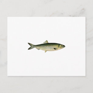 Atlantic Sea Herring Postcard