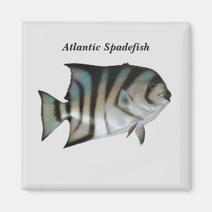 Atlantic Spadefish Magnet