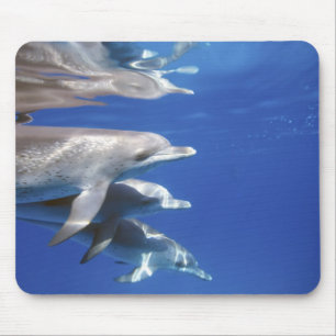 Atlantic spotted dolphins. Bimini, Bahamas Mouse Pad