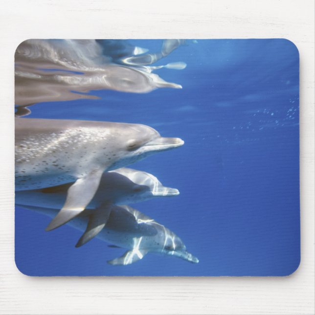 Atlantic spotted dolphins. Bimini, Bahamas Mouse Pad (Front)