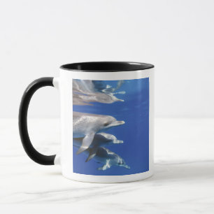 Atlantic spotted dolphins. Bimini, Bahamas Mug