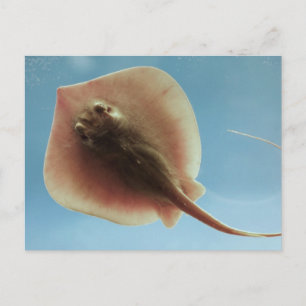 Atlantic Stingray Postcard