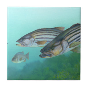 Atlantic Striped Bass Fish Morone Saxatilis Tile