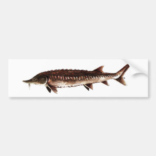Atlantic Sturgeon - Acipenser oxyrinchus Bumper Sticker