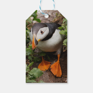 Atlantic wild Puffin bird Gift Tags