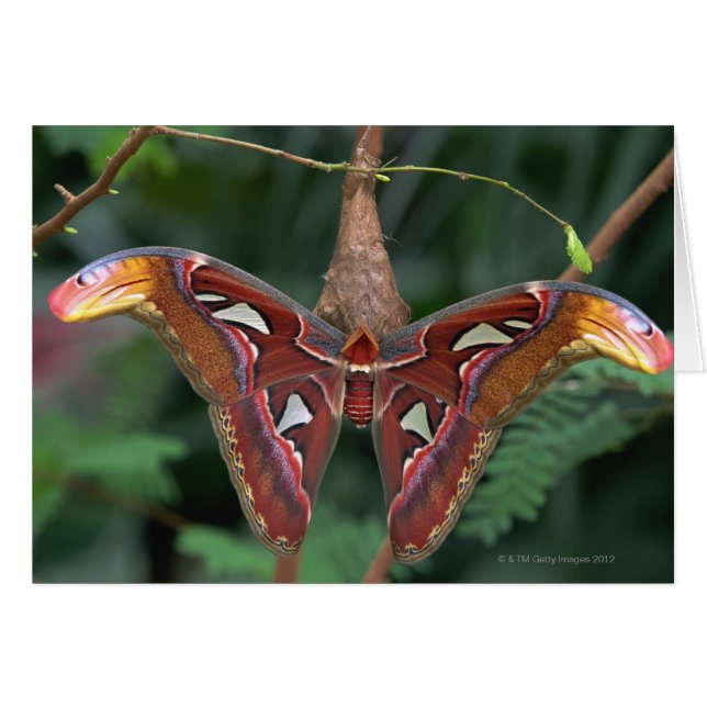 Atlas moth (Front Horizontal)