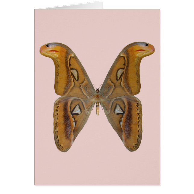 Atlas Moth (Front)