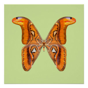 Atlas Moth Golden Wing Poster