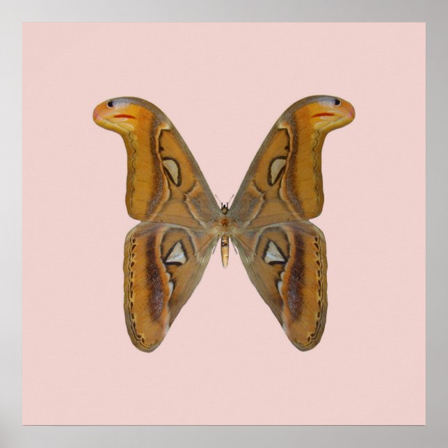 Atlas Moth Golden Wing Poster (Front)