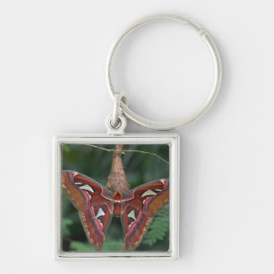 Atlas moth key ring