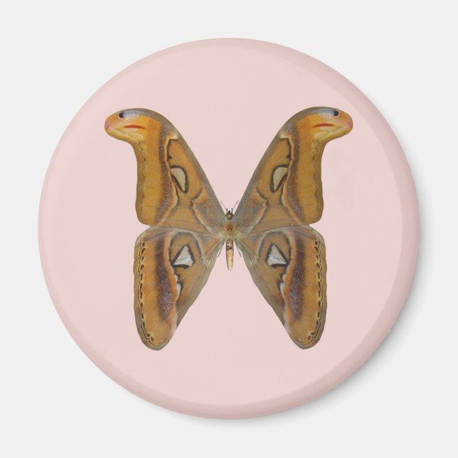 Atlas Moth Magnet (Front)