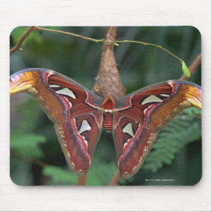 Atlas moth mouse pad