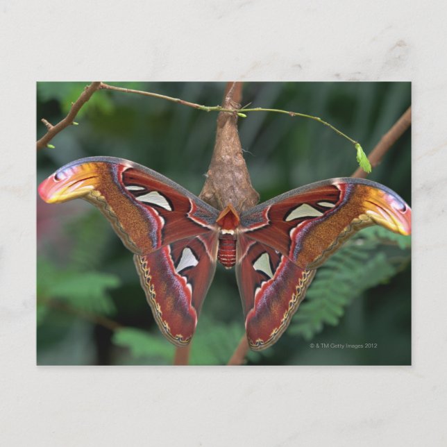 Atlas moth postcard (Front)