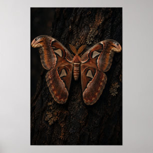 Atlas Moth Resting on Dark Tree Bark Nature Wall A Poster