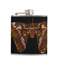 Atlas Moth - Snake Head